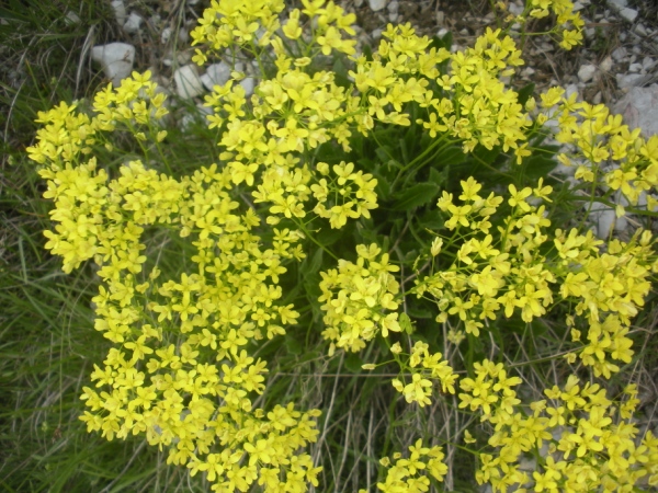 DSCN6141.jpg