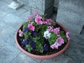 DSCN6240
